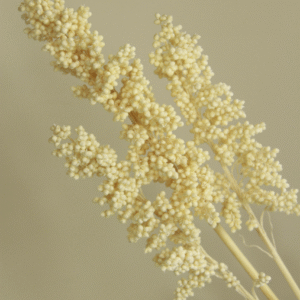 sorgo preservado